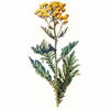 Blue Tansy aos Skincare Natural Ingredients Organic Beauty Farm to Face