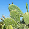 Carmine on Prickly Pear Plant aos Skincare Natural Ingredients Organic Beauty Farm to Face