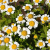 Chamomile aos Skincare Natural Ingredients Organic Beauty Farm to Face