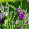 Comfrey aos Skincare Natural Ingredients Organic Beauty Farm to Face