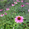 Echinacea Flowers aos Skincare Natural Ingredients Organic Beauty Farm to Face