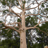 Eucalyptus Tree aos Skincare Natural Ingredients Organic Beauty Farm to Face