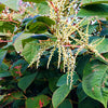 Japanese Knotweed Photo aos Skincare Natural Ingredients Organic Beauty Farm to Face