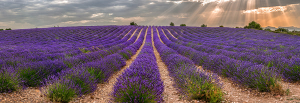 aos Skincare Lavender Field