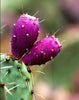 prickly pear image