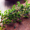 Thyme Essential Oil Photo aos Skincare Natural Organic Farm to Face