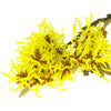 Witch Hazel Photo aos Skincare Natural Organic Farm to Face