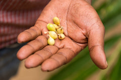 Cardamom pods in a hand