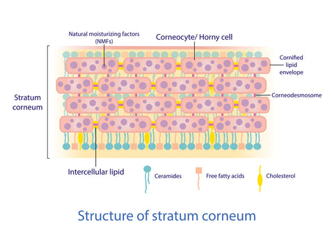 aos Skincare Skin Structure Illustration of Ceramides