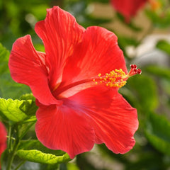 aos Skincare hibiscus flower