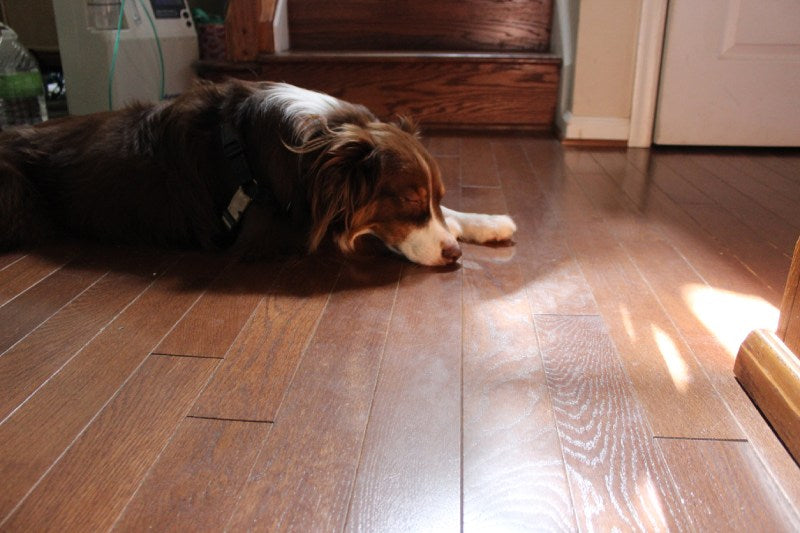 Solid Wood Flooring Finishes Ideal for Pet Owners