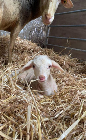 Lambs arriving on Velvet Cloud farm