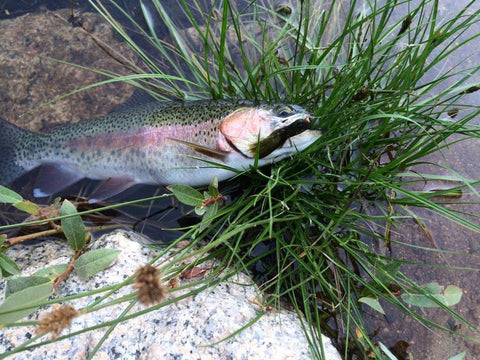 Wild Rainbow Trout