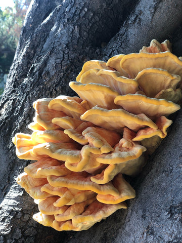 Mature chicken of the woods 