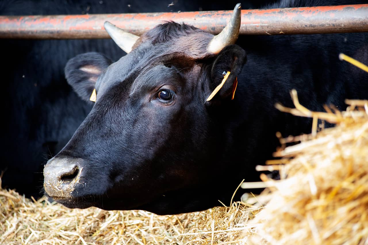 Cross Creek Ranch American Wagyu Cattle