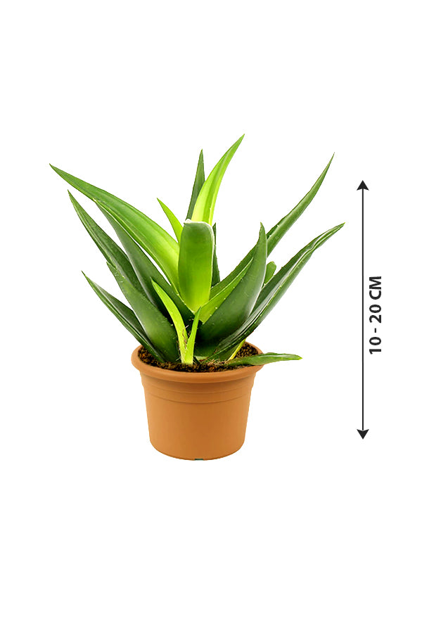 Dwarf Aloe Vera - Indoor Plant – Plantsworld.ae