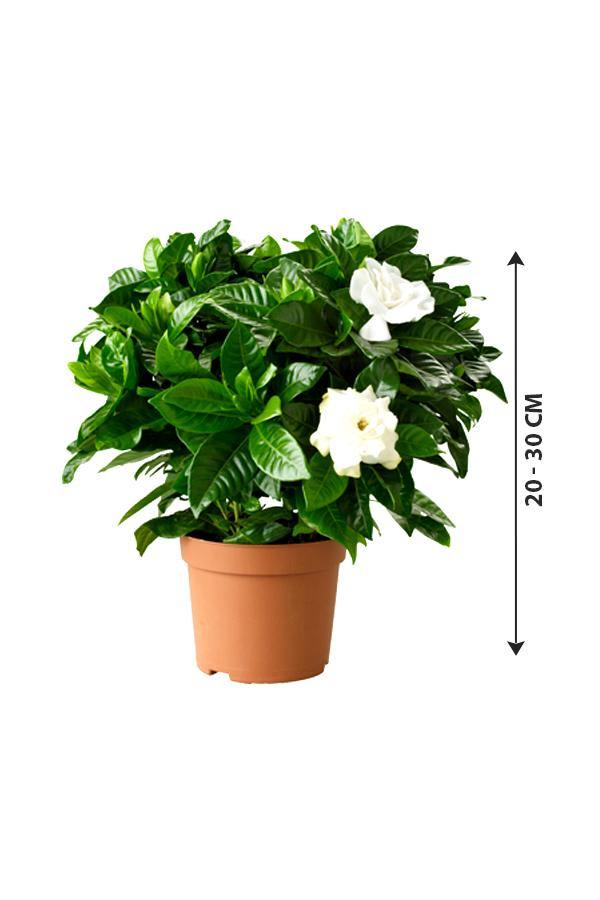 Buy Gardenia Cape Jasmine Plant Online In Dubai Uae I Plantsworld Ae