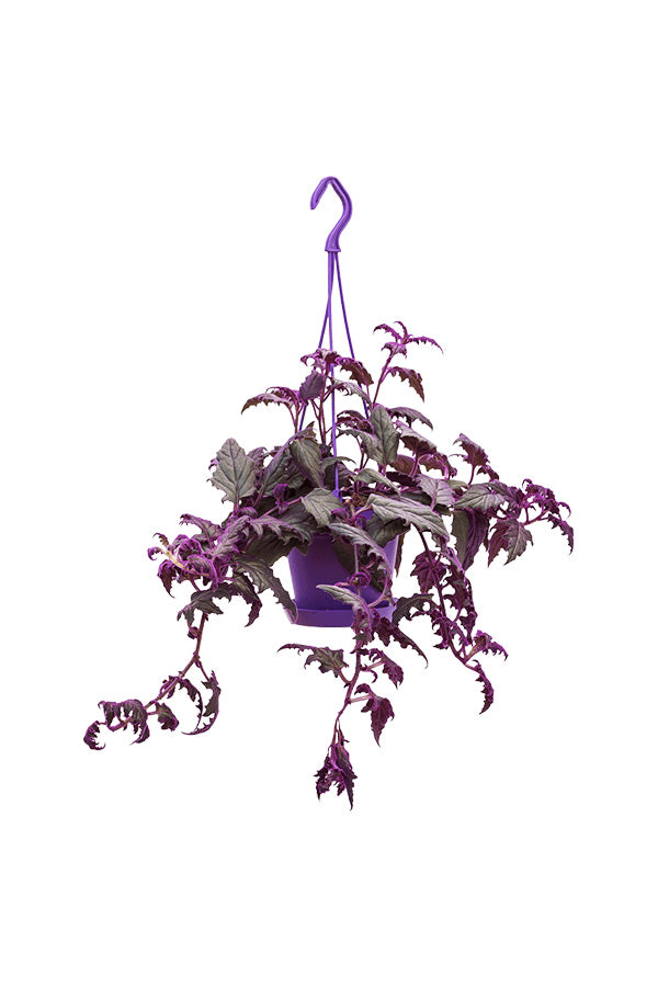Purple Passion - Gynura Aurantiaca - Indoor Hanging Plant