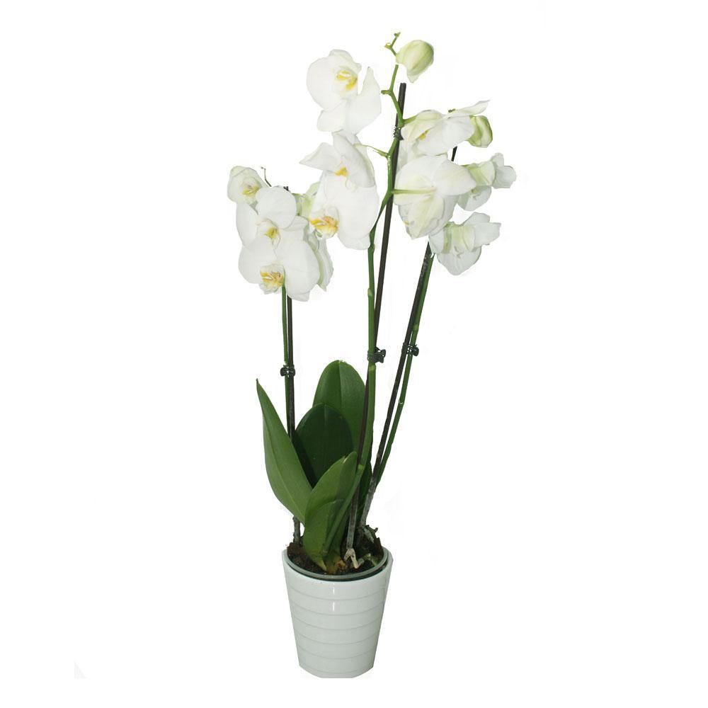 Orchid - Phalaenopsis -(Double Stem)Office Flowering Plant – Plantsworld.ae