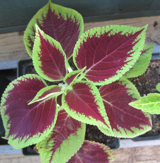 are coleus plants poisonous to dogs and cats