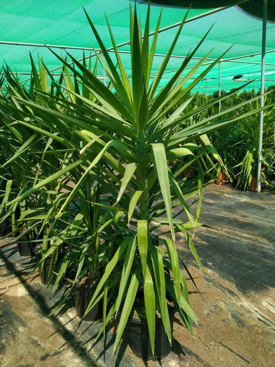 Buy yucca plant information