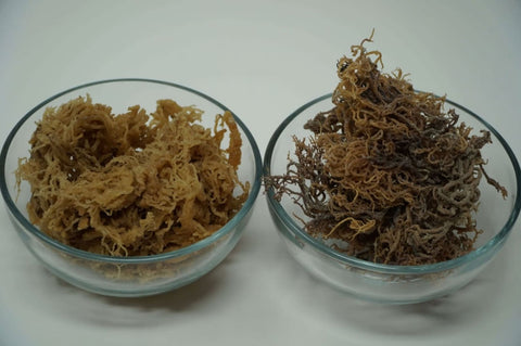 fake and real sea moss on the table