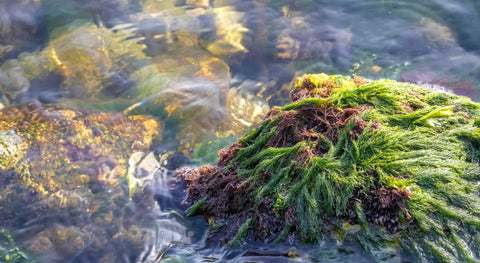 Sunlight glistens over a cluster of vibrant sea moss on a rock