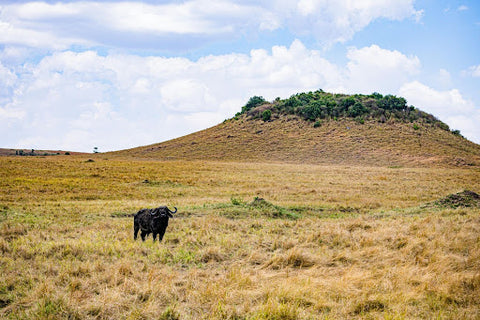 A lone Highland cow stand in a hayfield, with a lush hill gently rising in the background.