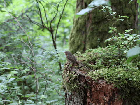Wald- oder Vogelführung als Geschenk