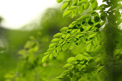 moringa leaf