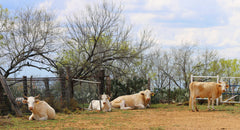 Charolais Cattle