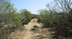 South Texas Scrubland