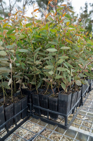 Trees being planted in Canna