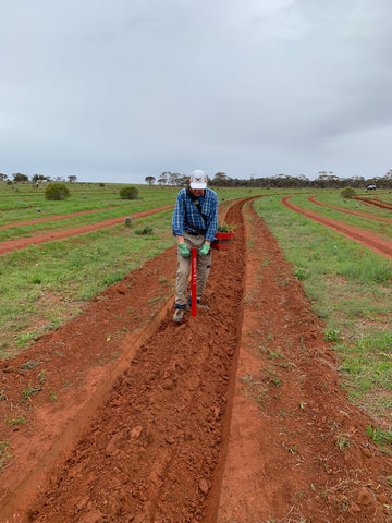 Planting trees in Canna