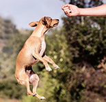 Jumping Dog