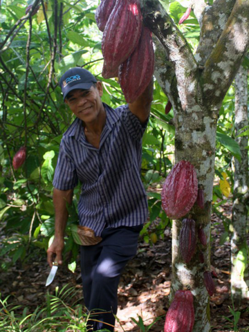 Sylvio, Producteur dominicain à côté d'un cacaoyer - Encuentro