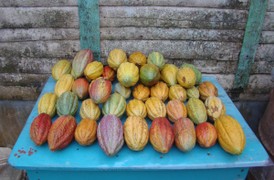 Tas de cabosses de cacao en République Dominicaine