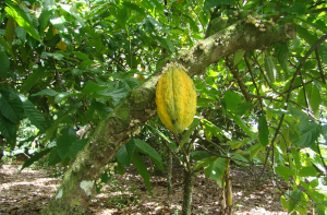 Cacaoyer en République Dominicaine