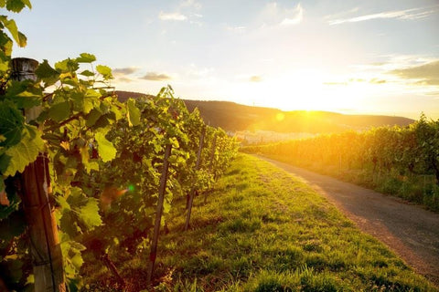 OPC Traubenkernextrakt Weinberg Sonnenaufgang