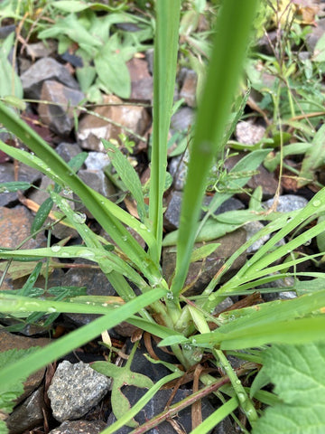 Unkraut Quecke im Garten heilsamer Tee