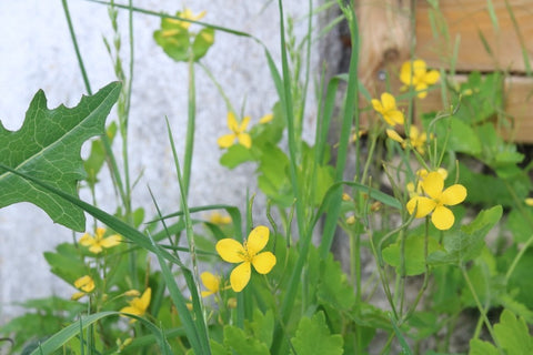 Unkraut Schöllkraut Chelidonium majus Magen-Darm Beschwerden Vorbeugung