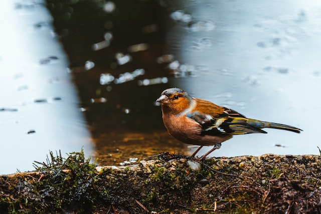 alicephotostudio - beautiful wildlife photos