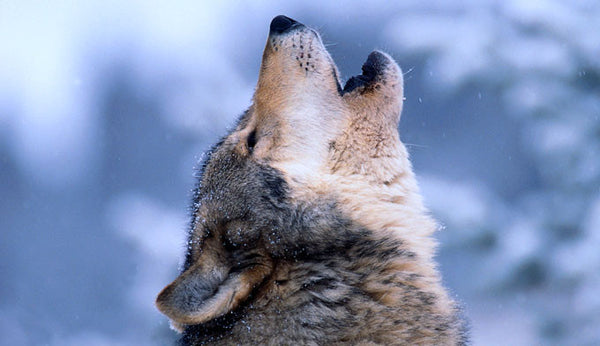 howling wolf