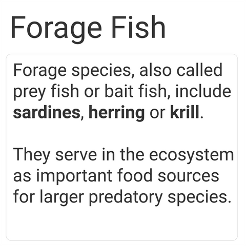 forage fish used for dog and cat food