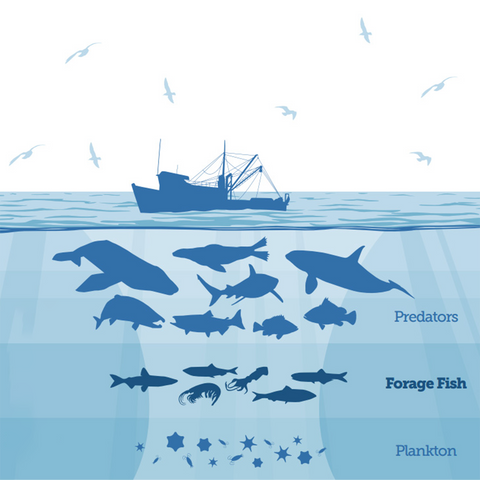 forage fish in food chain
