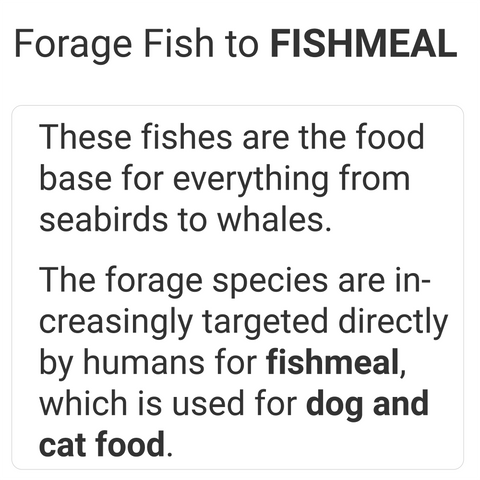 forage fish is used for fishmeal for dog and cat food