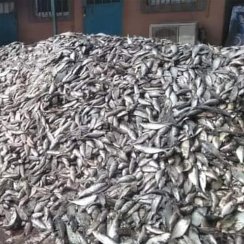 stockpile of forage fishes used for fishmeal