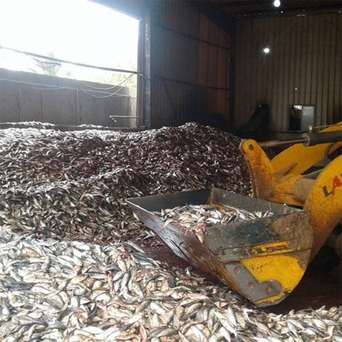 forage fish in the warehouse but should be in the oceans