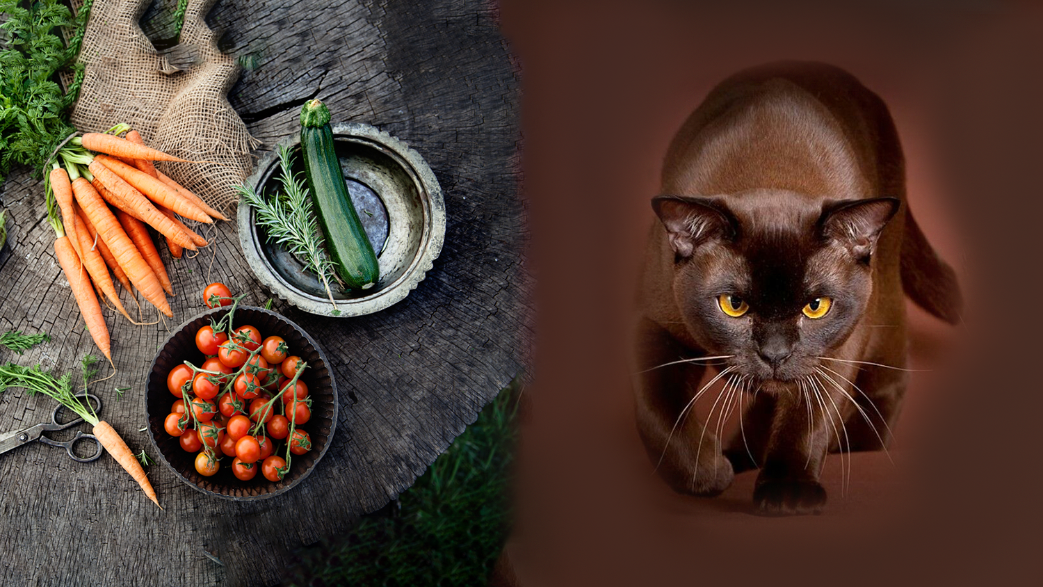 vegan cats and vegan cat food