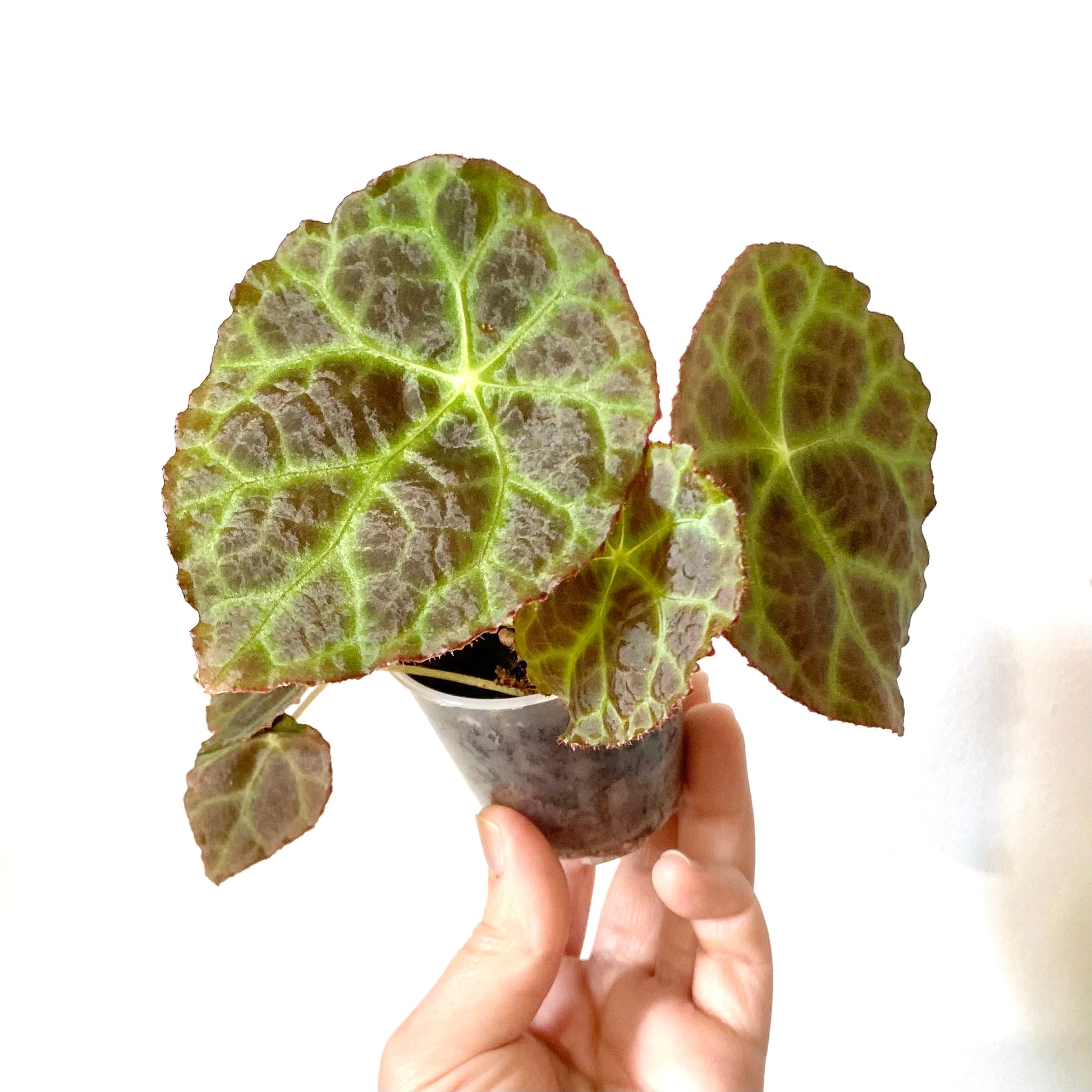 Begonia Goegoensis – Itsyleaf